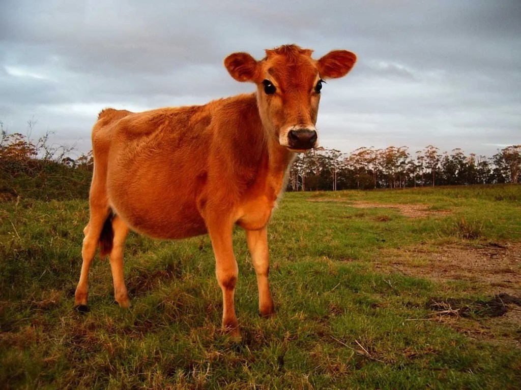 Prophetic Implications of an “Invalid” Red Heifer Sacrifice?
