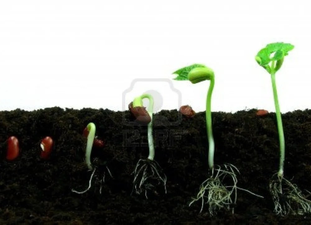 Scholars…Why Theistic Evolution is Biblically Impossible!