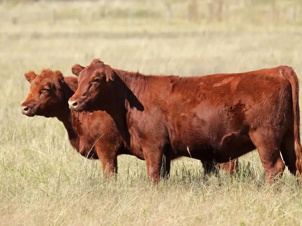THE RED HEIFER IS NOT A TYPE OF THE MESSIAH…Heifers are Female!